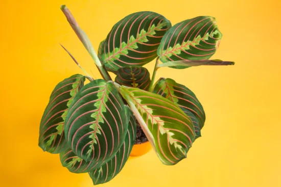 Prayer plant